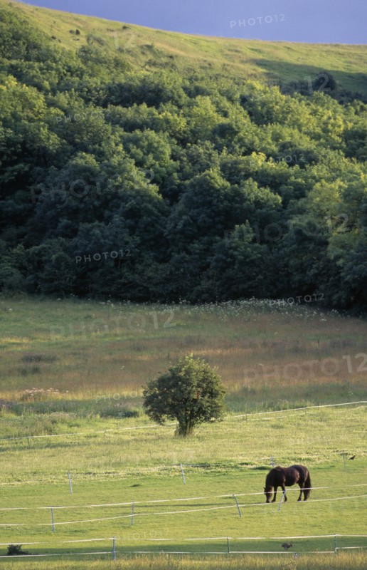 ENGLAND, East Sussex, Westmeston, FIeld with lone horse in late afternoon.