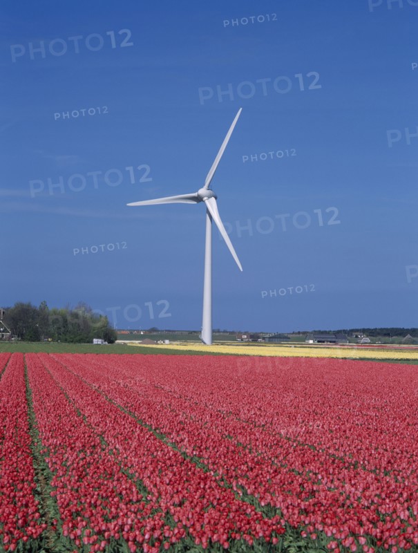 HOLLAND, Noord Holland, Alkmaar, "Tulip fields and wind tubine, north of Alkmaar"