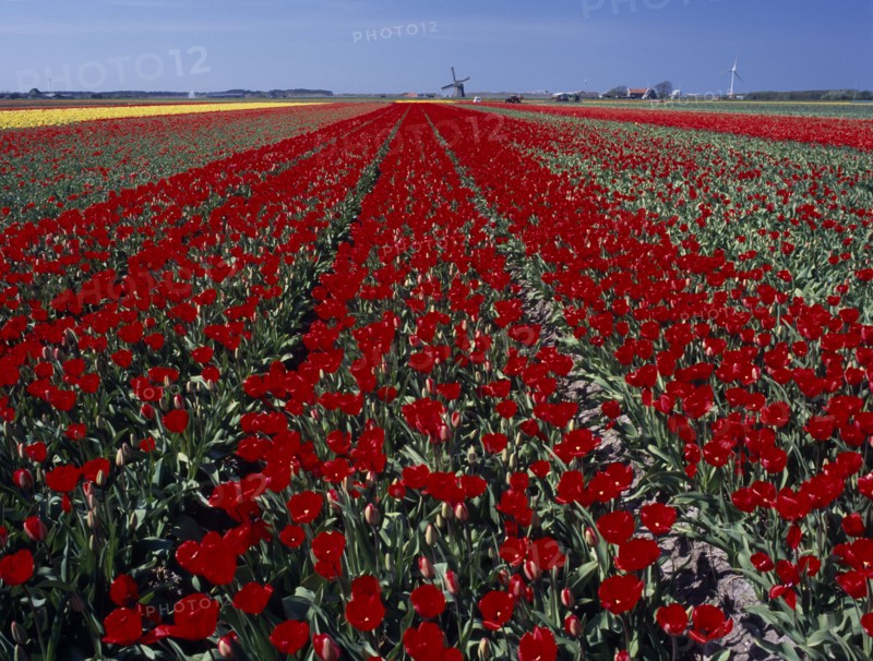 HOLLAND, Noord Holland, Sint Maartensbrug, Field of red tulips with a windmill in the far distance near the village of Sint Maartensbrug