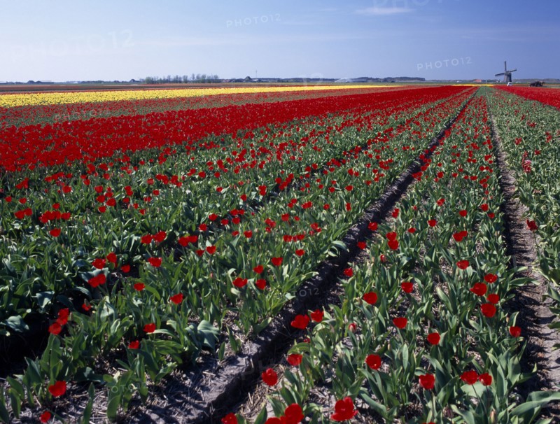 HOLLAND, Noord Holland, Sint Maartensbrug, Field of red tulips with a windmill in the far distance near the village of Sint Maartensbrug