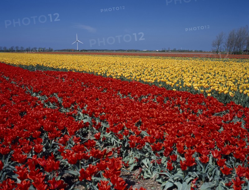HOLLAND, Noord Holland, Sint Maartensbrug, Field of red and yellow tulips with a wind turbine near the village of Sint Maartensbrug