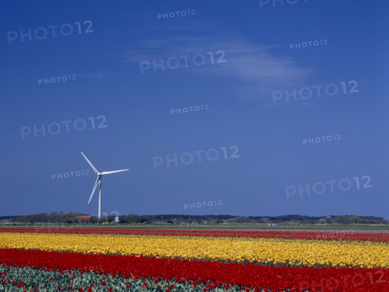 HOLLAND, Noord Holland, Sint Maartensbrug, Wind turbine in a field of red and yellow tulips near the village of Sint Maartensbrug