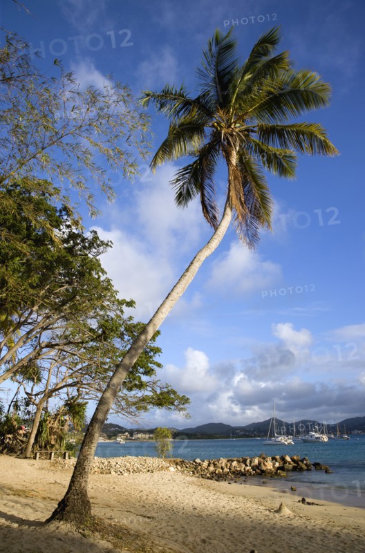 WEST INDIES, St Lucia, Gros Islet , Single coconut palm tree on Pigeon Island National Historic Park beach