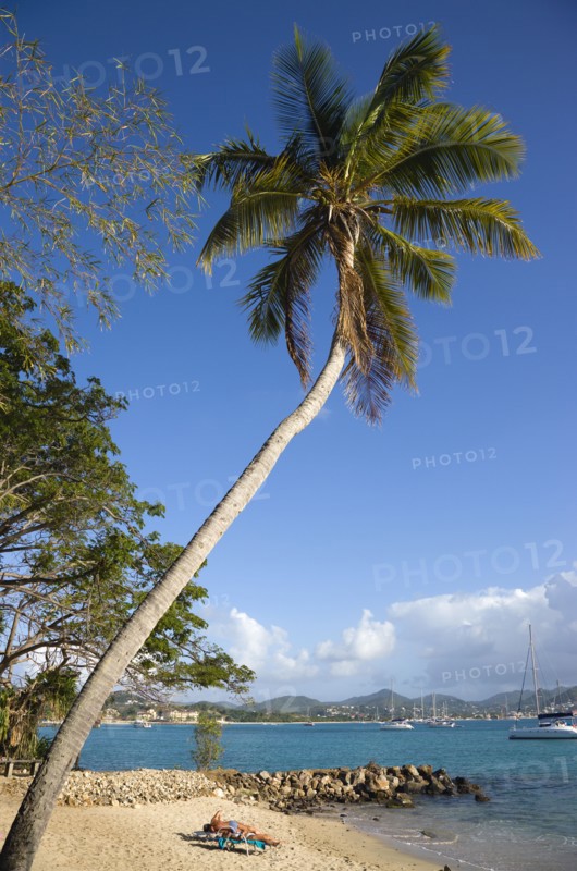 WEST INDIES, St Lucia, Gros Islet , Pigeon Island National Historic Park Tourists on the beach lined with coconut palm trees and Rodney Bay beyond