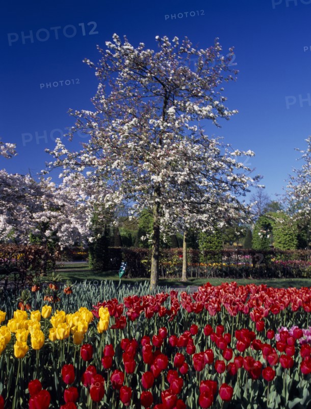 HOLLAND, South, Lisse, Keukenhof Gardens. White blossoming tree with tulip display in the foreground