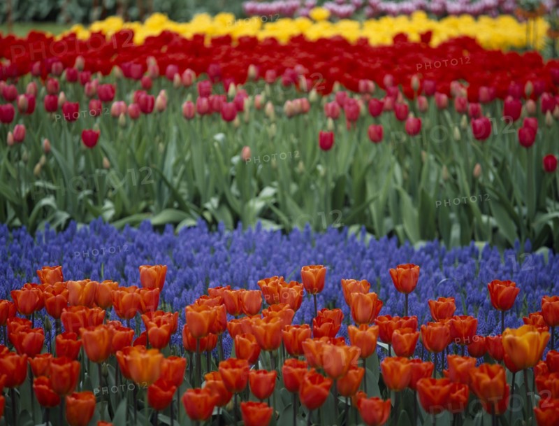 HOLLAND, South, Lisse, Keukenhof Gardens. Multicoloured tulip display