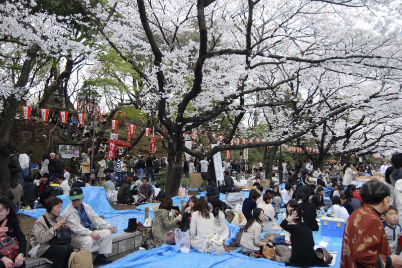 JAPAN, Honshu, Tokyo, "Ueno Park, ""Hanami"" flower viewing parties under the cherry blossoms"