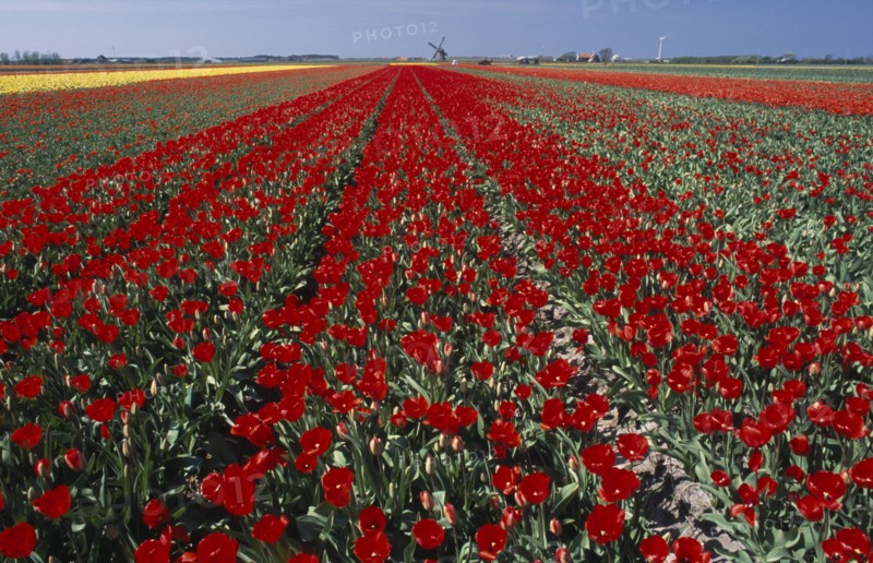 HOLLAND, Noord Holland, Sint Maartensbrug, Field of red tulips with a windmill in the far distance near the village of Sint Maartensbrug
