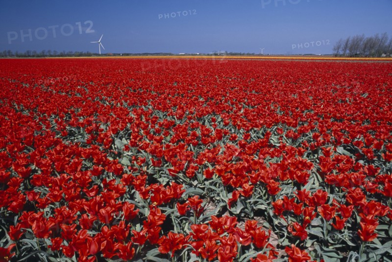 HOLLAND, Noord Holland, Sint Maartensbrug, Field of red tulips with a wind turbine in the far distance near the village of Sint Maartensbrug