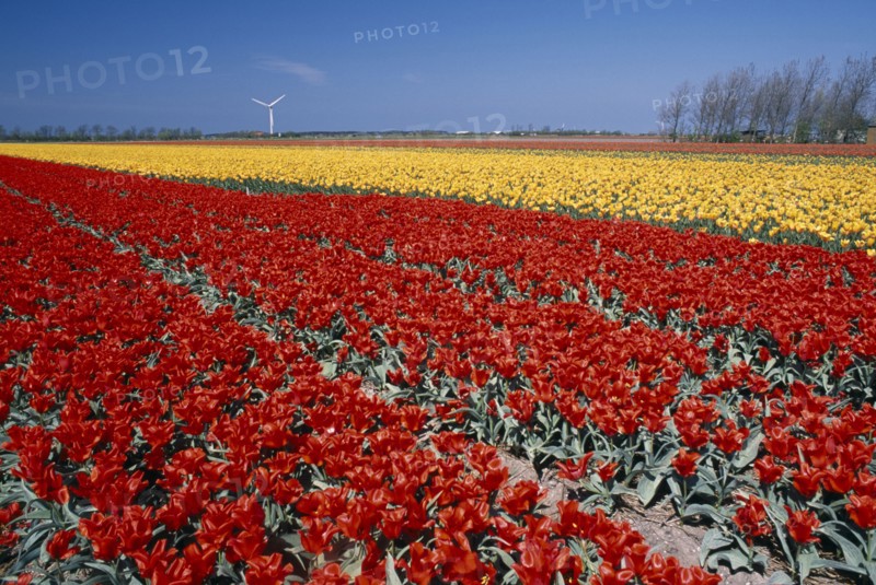 HOLLAND, Noord Holland, Sint Maartensbrug, Field of red and yellow tulips with a wind turbine in the far distance near the village of Sint Maartensbrug