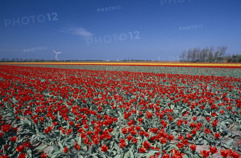 HOLLAND, Noord Holland, Sint Maartensbrug, Field of red tulips with a wind turbine in the far distance near the village of Sint Maartensbrug