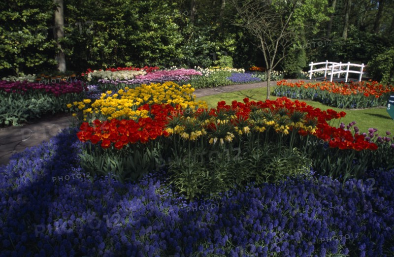 HOLLAND, South, Lisse, Keukenhof Gardens. Multicoloured tulip display with a small white footbridge