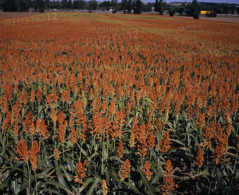 FRANCE, Midi-Pyrenees, Haute-Garonne, Field of millet.