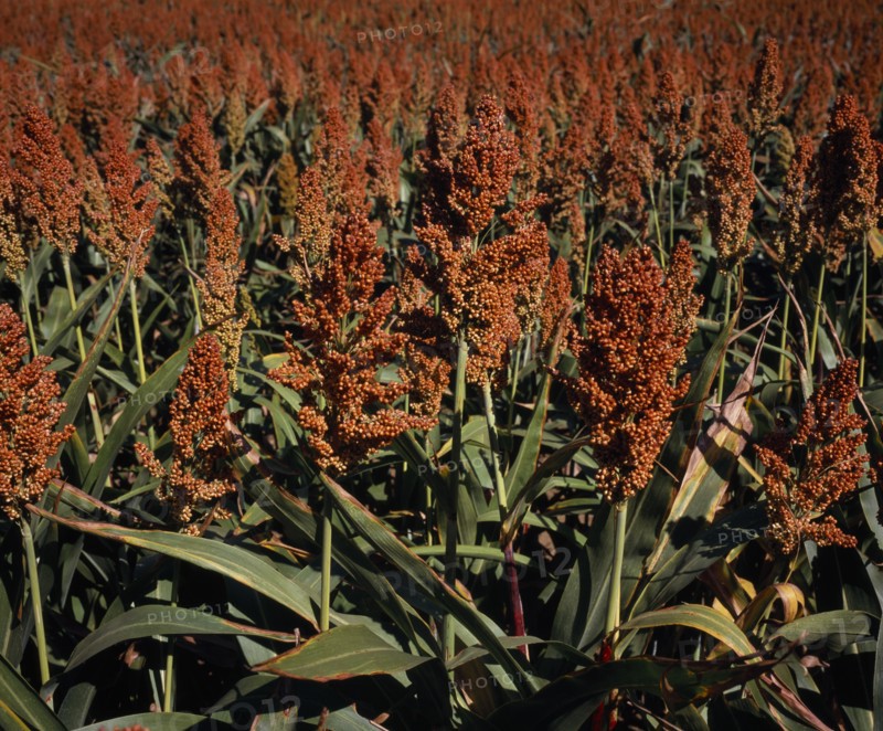 FRANCE, Midi-Pyrenees, Haute-Garonne, Close cropped view of growing millet filling frame.