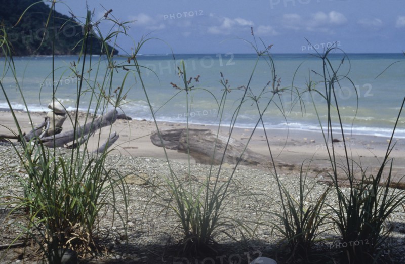 COSTA RICA, Caba Blanco, "Driftwood on shore of beach with papyrus grasses in foreground and sea and tree covered headland beyond, part of nature reserve."
