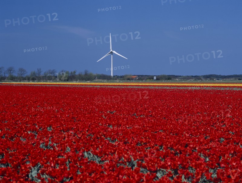 HOLLAND, Noord Holland, Sint Maartensbrug, Wind turbine in a field of red and yellow tulips near the village of Sint Maartensbrug