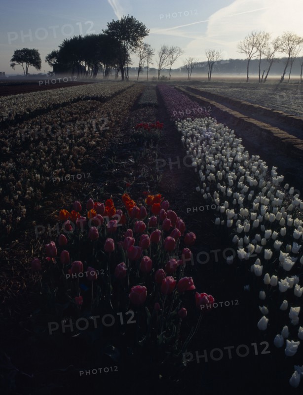 HOLLAND, South, Lisse, Keukenhof Gardens. Tulips in early morning light just outside the park