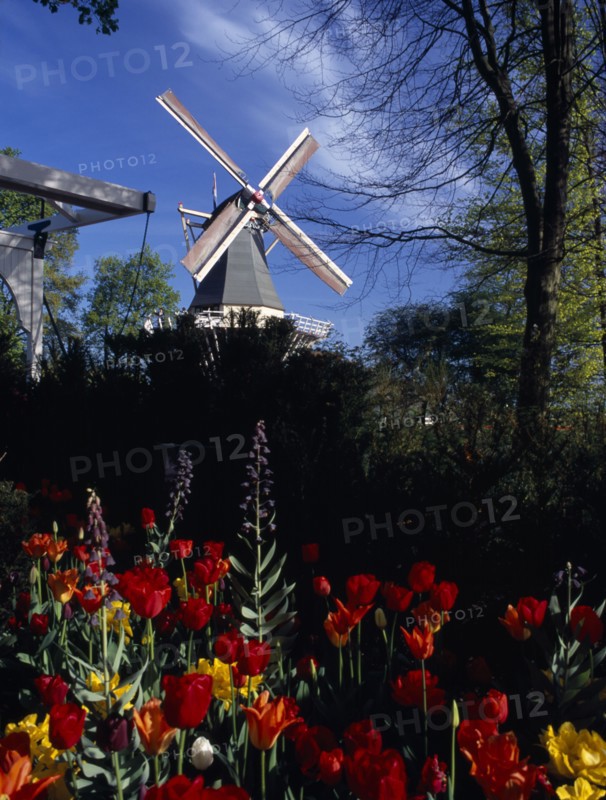 HOLLAND, South, Lisse, Keukenhof Gardens. The parks Windmill with tulips in the foreground.