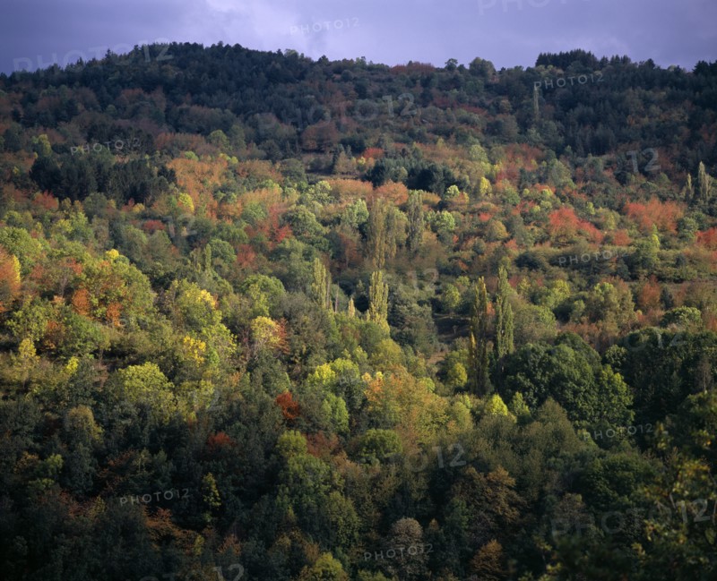 FRANCE, Midi-Pyrenees, Ariege, Forest beside Chateau Usson in Autumn colours.