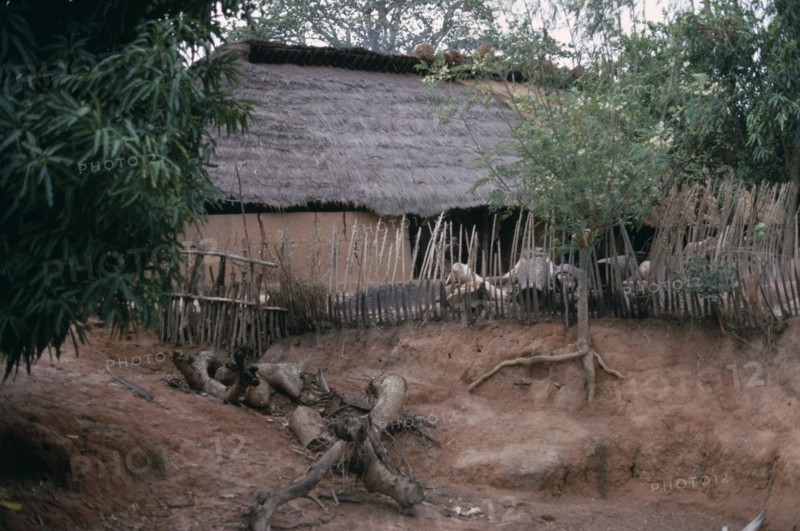 SENEGAL, Architecture, Thatched village house with tree with roots exposed from soil erosion in the foreground.