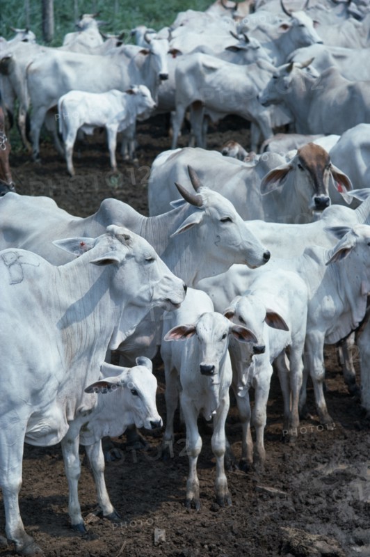 COLOMBIA, Agriculture, Cattle, "Zebu cattle on Ernestor Puyana's ranch close to Bucaramanga, Santander province."