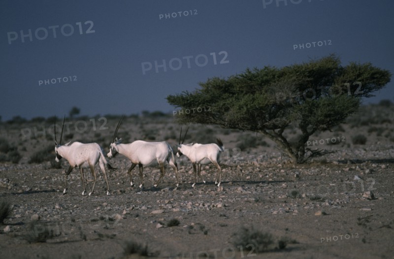 OMAN, Jiddat al Harasis, Arabian Oryx
