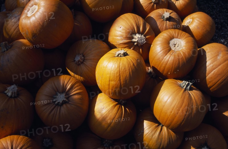 ENGLAND, West Sussex, Slindon, Pumpkins on sale for Halloween