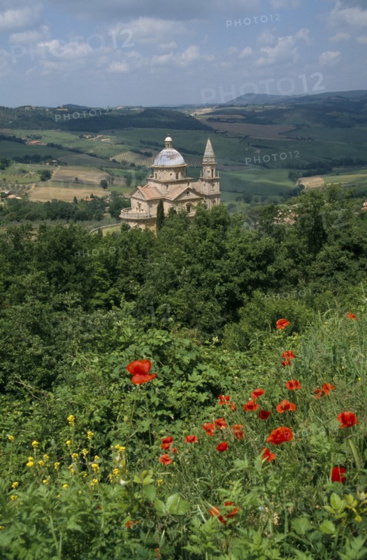 ITALY, Tuscany, Montepulciano, Tempio di San Biagio Church. High Renaissance church with domed roof surrounded by lush green trees and red poppies growing in the foreground