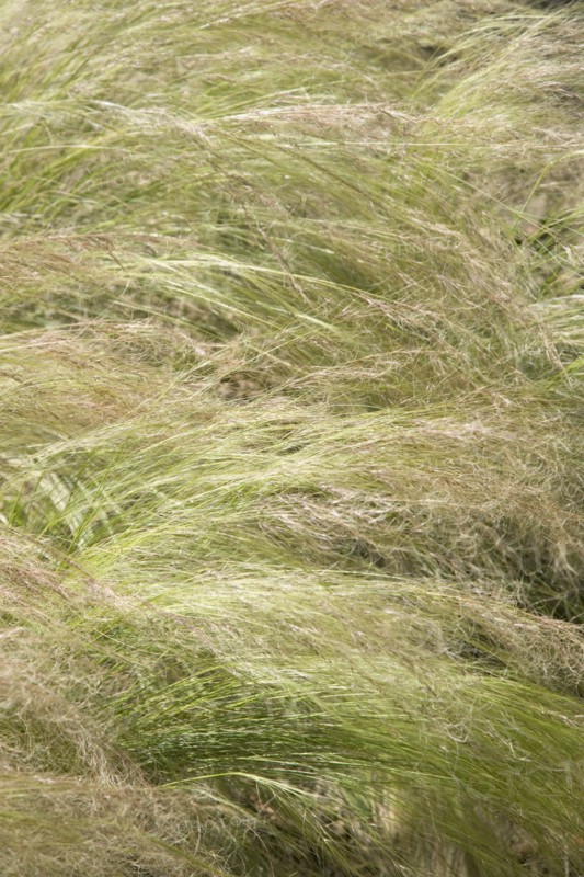 ENGLAND, West Sussex, Worthing, Tall grass moving in gentle wind