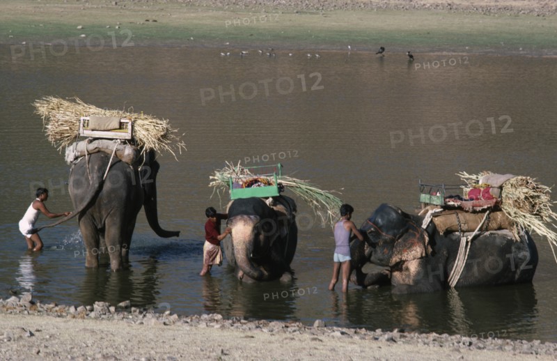 20088090 INDIA Rajasthan Amber Washing working elephants in the lake.