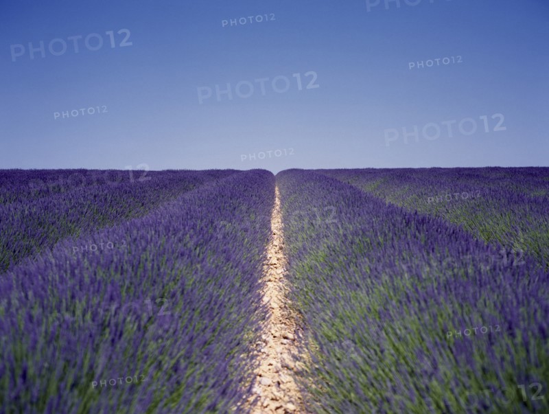 FRANCE, Haute Provence, Digne les Bains, Lavender field with blue sky