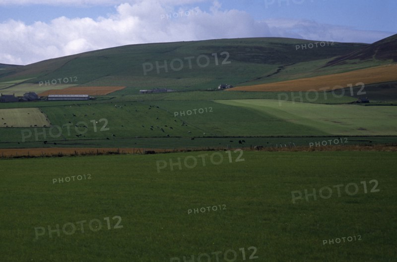 SCOTLAND, Orkney Island, Agriculture, Agricultural landscape showing field patterns and mix of dairy and arable farming.