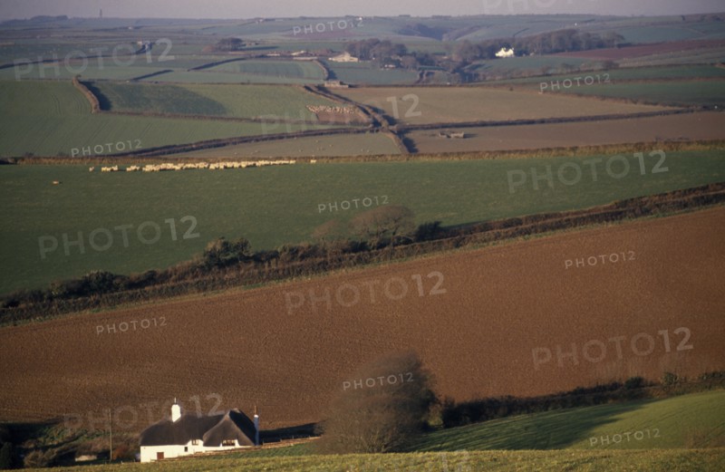 ENGLAND, Devon, Agriculture, "Agricultural landscape and field patterns with white painted, thatched house in foreground.  Areas of plough, pasture and sheep field delineated by hedges."