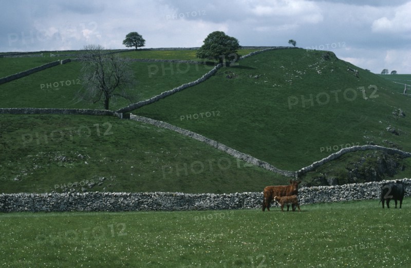 ENGLAND, Derbyshire, Peak District, Dovedale.  Pastureland divided by dry stone walls with cattle and calf in foreground.