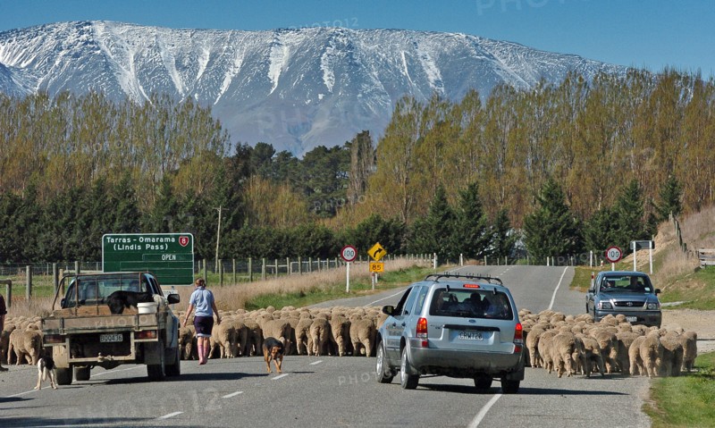 NEW ZEALAND, SOUTH ISLAND, OTAGO, "TARRAS, SHEEP FARMERS HERD THEIR FLOCK ACROSS ROUTE 8 NEAR TARRAS"