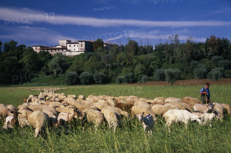 ITALY, Lake Garda Area, Shepherd with flock of sheep and goats with building on crest of wooded hillside behind.