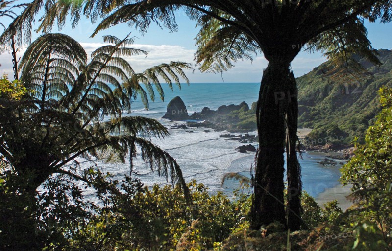 NEW ZEALAND, SOUTH ISLAND, WEST COASt, "UNNAMED BAY, NEW ZEALAND FERNS AT AN UNAMED BAY OFF THE HAAST HIGHWAY ROUTE 6 ON THE WEST COAST."