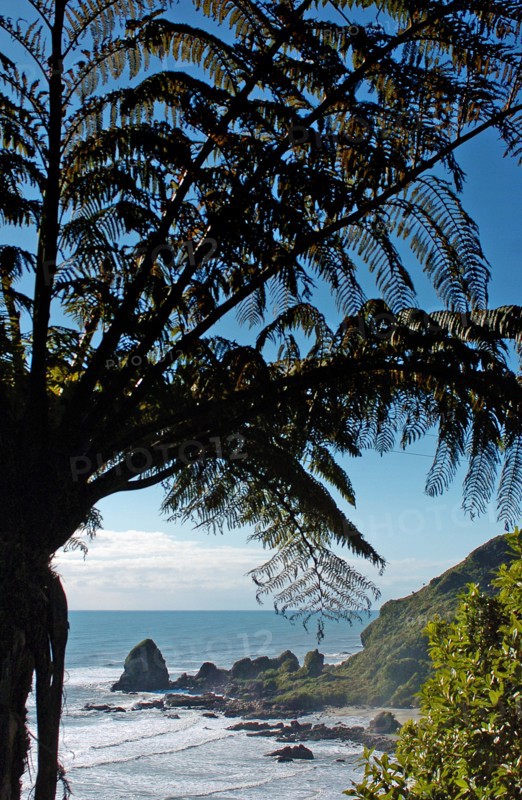 NEW ZEALAND, SOUTH ISLAND, WEST COASt, "UNNAMED BAY, NEW ZEALAND FERNS AT AN UNAMED BAY OFF THE HAAST HIGHWAY ROUTE 6 ON THE WEST COAST."