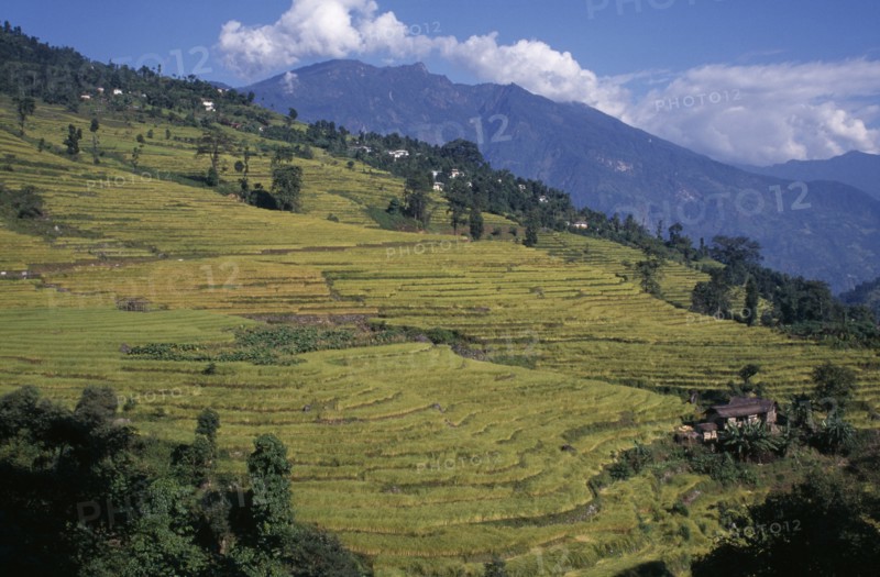 INDIA, Sikkim, Agriculture, Rice terraces on hillside in West Sikkim with mountain backdrop.