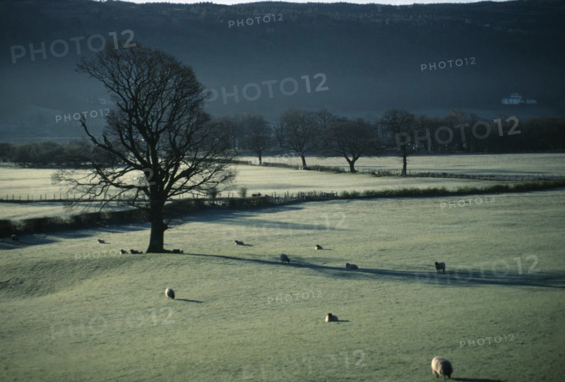 ENGLAND, Cumbria, Coniston, Sheep grazing in frost covered fields on Winter morning with bare trees and dark grey sky.
