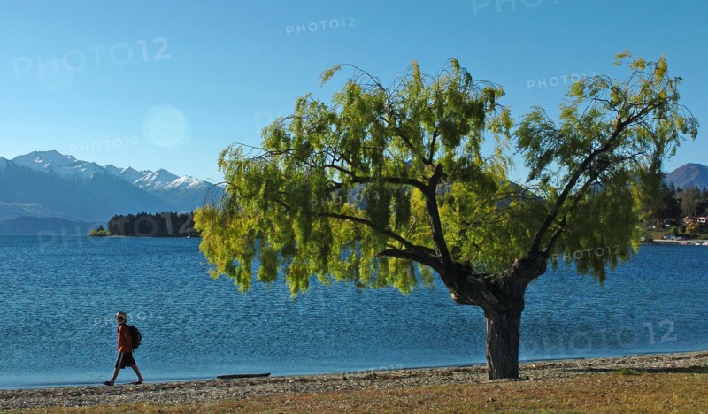 NEW ZEALAND, SOUTH ISLAND, WANAKA, "OTAGO, A MAN WALKS THE SHORELINE OF LAKE WANAKA."