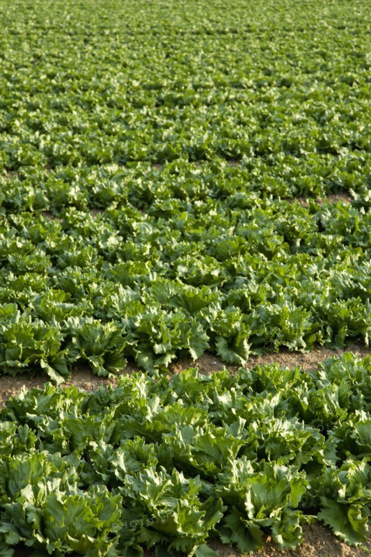 ENGLAND, West Sussex, Chichester, Rows of ripe green lettuce growing in a field