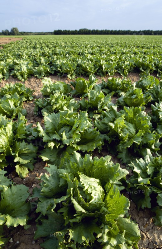 ENGLAND, West Sussex, Chichester, Rows of ripe green lettuce growing in a field viewed from ground level