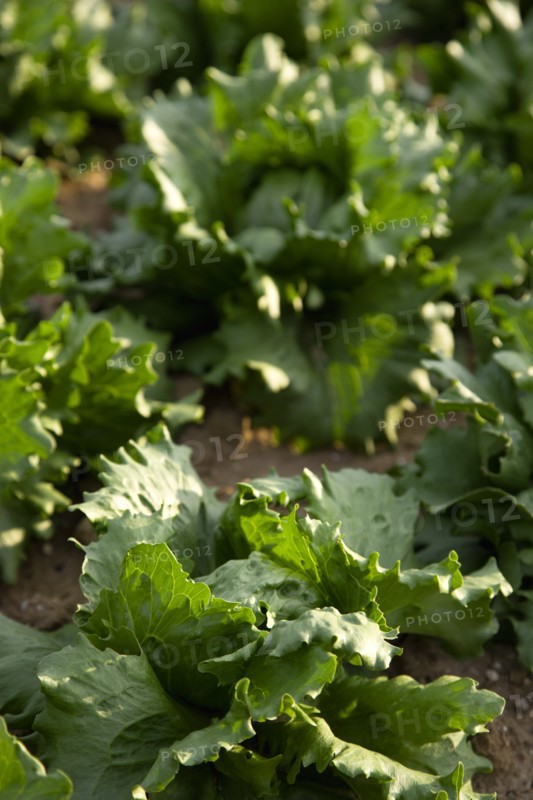 ENGLAND, West Sussex, Chichester, Ripe green lettuce growing in a field viewed from above