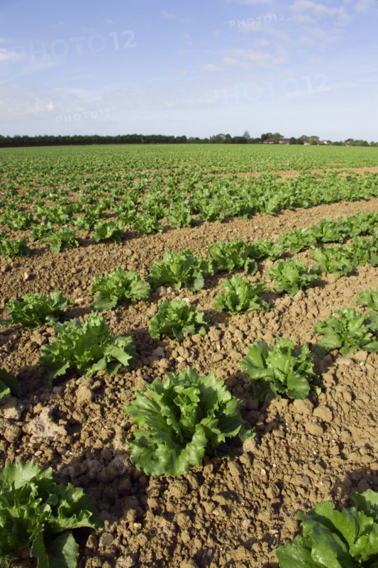 ENGLAND, West Sussex, Chichester, Rows of ripe green lettuce growing in a field viewed from ground level