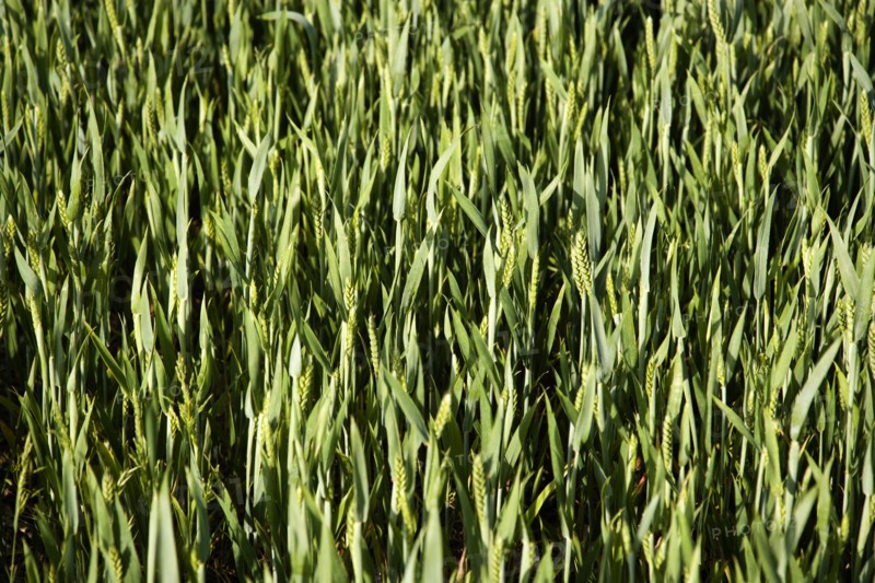 ENGLAND, West Sussex, Chichester, Field of young growing green wheat crop seen from above