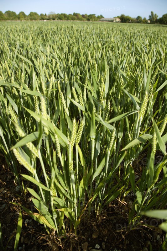 ENGLAND, West Sussex, Chichester, Field of young green wheat growing under a blue sky