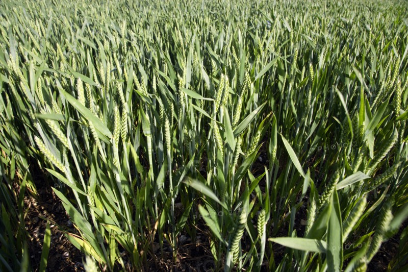 ENGLAND, West Sussex, Chichester, Field of young growing green wheat crop