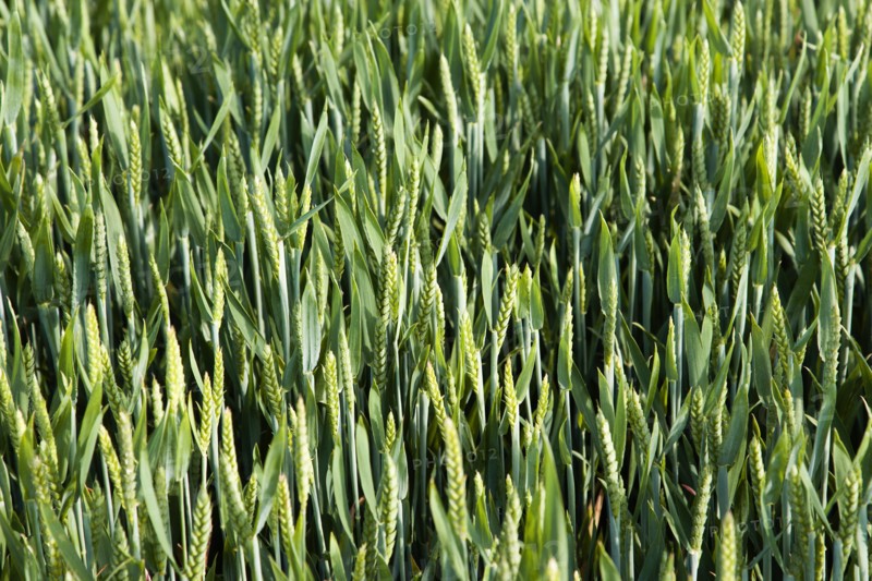 ENGLAND, West Sussex, Chichester, Field of young growing green wheat crop seen from above