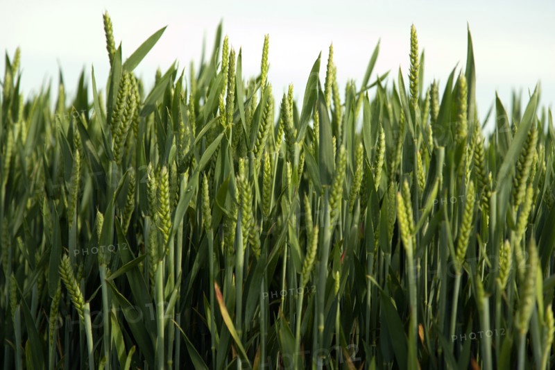 ENGLAND, West Sussex, Chichester, Field of young growing green wheat crop